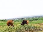 peternakan-sapi-peninggalan-presiden-ri-kedua_20160209_224814.jpg