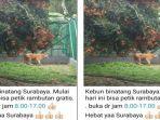 petik-rambutan-gratis.jpg