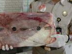 petugas-balai-karantina-pangkalpinang-menahan-daging-sapi-beku-eks-imporr-jumat-20122019.jpg
