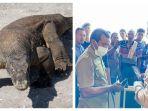 petugas-berhasil-mengamankan-seekor-komodo-yang-hendak-diselundupkan-6.jpg