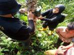 petugas-bksda-resor-agam-saat-memasang-kamera-trap-di-lokasi-kemunculan.jpg
