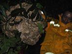 petugas-damkar-kabupaten-bogor-menurunkan-sarang-tawon-seberat-6-kilogram.jpg