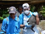 petugas-melakukan-pengambilan-sampling-pada-ternak-babi-di-sulawesi-barat_20181102_185419.jpg
