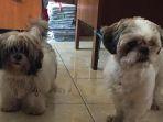 petugas-sita-anjing-shitzu.jpg