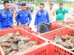petugas-tengah-memilah-milah-ketipiting-yang-dilarang-di-perjualb_20171125_162943.jpg