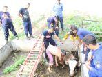 petugas-tengah-menyelamatkan-sapi-milik-warga-di-kelurahan-jagalan-kecamatan-jebres.jpg