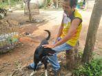ping-pong-seekor-anjing-cacat-yang-berhasil-selamatkan-bayi.jpg