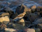 pipit.jpg