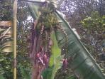 pisang-4-jantung_20141224_125437.jpg