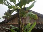 pisang-berbuah_20150316_095906.jpg