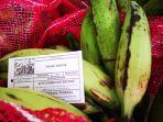 pisang-indonesia-masuk-pasar-malaysia.jpg