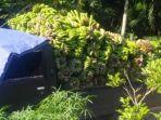 pisang-kepok123.jpg
