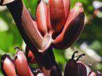 pisang-merah.jpg
