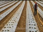 plastik-mulsa_20180710_172325.jpg