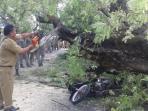 pohon-asam-di-jalan-dr-soetomo-tumbang-tewaskan-pengendara-motor_20161010_100546.jpg