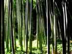 pohon-bambu_20150120_214200.jpg