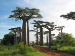 pohon-baobab-adansonia-gradidieri-asal-afrika_20150128_214149.jpg