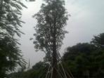 pohon-baobab_20150130_20150131_021713.jpg