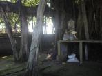 pohon-beringin-bali_20150507_070657.jpg