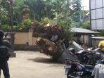 pohon-beringin-tumbang_20141130_153052.jpg