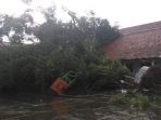 pohon-beringin-yang-tumbang_20180405_220045.jpg