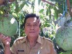 pohon-buah-mangga-jumbo.jpg