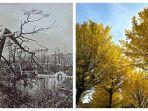 pohon-ginkgo-di-hiroshima-yang-tidak-mati-saat-tragedi-bom-atom1.jpg