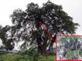 pohon-kelapa-di-pohon-beringin.jpg