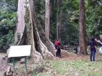 pohon-kenari-babi-kebun-raya-bogor_20160518_180134.jpg
