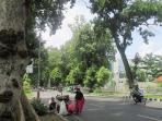 pohon-kenari_20160205_151835.jpg