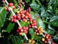 pohon-kopi.jpg