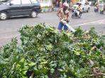 pohon-mahoni-tumbang-di-mojokerto.jpg