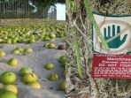 pohon-manchineel-yang-sangat-beracun_20180507_133033.jpg