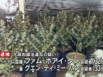 pohon-marijuana-yang-dibudidayakan-lima-warga-vietnam-di-jepang_20151224_101524.jpg