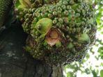pohon-nangka-berbuah-menyerupai-pisang.jpg