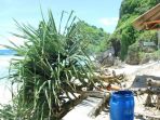 pohon-pandan-tumbang_20170303_175717.jpg