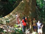 pohon-pelaik-berumur-ratusan-tahun_20150430_111111.jpg