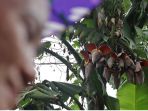 pohon-pisang-berjantung-10-tumbuh-di-medan_20170308_220644.jpg
