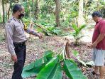 pohon-pisang-di-lamongan.jpg