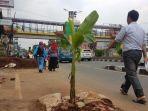 pohon-pisang-muncul-di-tepi-jalan-margonda.jpg