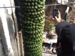 pohon-pisang-seribu_20160219_145436.jpg