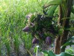 pohon-pisang-unik-yang-berbuah-6-jantung-dari-tengah-batang_20180927_033929.jpg