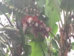pohon-pisang_20170308_131001.jpg