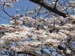 pohon-sakura-di-kyoto-mulai-mekar.jpg
