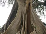 pohon-tua_20161219_170431.jpg