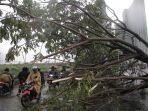 pohon-tumbang-akibat-hujan-disertai-angin-kencang_20170308_120041.jpg