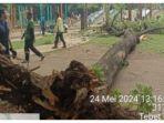 pohon-tumbang-di-eco-park-tebet-timpa-warga.jpg