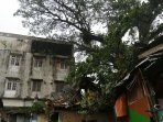 pohon-tumbang-timpa-rumah-di-medan_20160210_225138.jpg