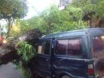 pohon-wanit-tumbang-sepasang-pasutri-jadi-korban.jpg