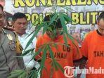 polisi-blitar-bekuk-mahasiswa-tanam-ganja.jpg